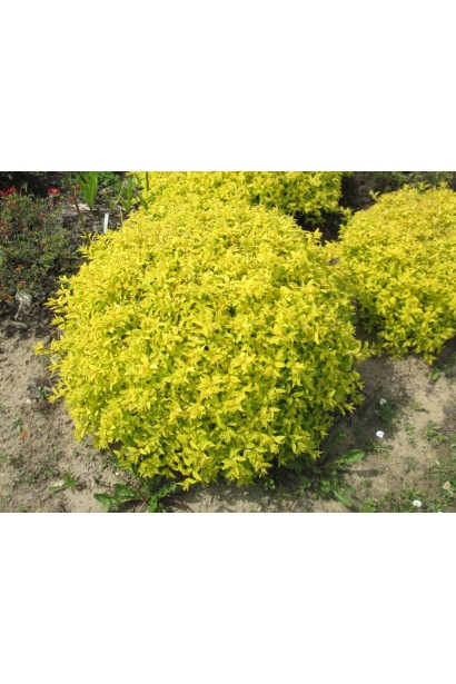 Низькоросла спірея Golden Carpet для клумб і бордюрів.